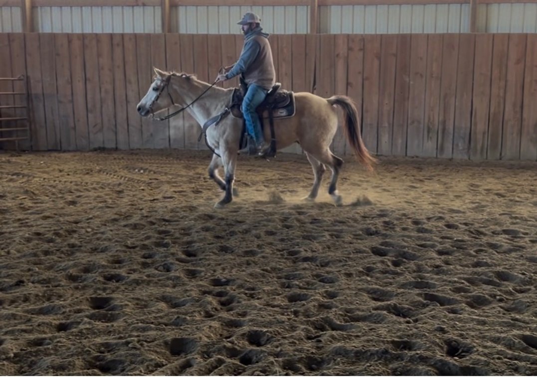 JVP CEE HEART OUTLAW-7 yr old AQHA gelding. 15.1 hds