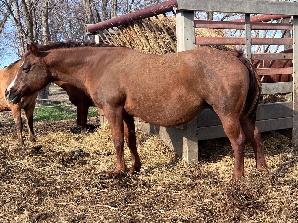 SHES A PINE STAR SCOTCH- 53” POA MARE