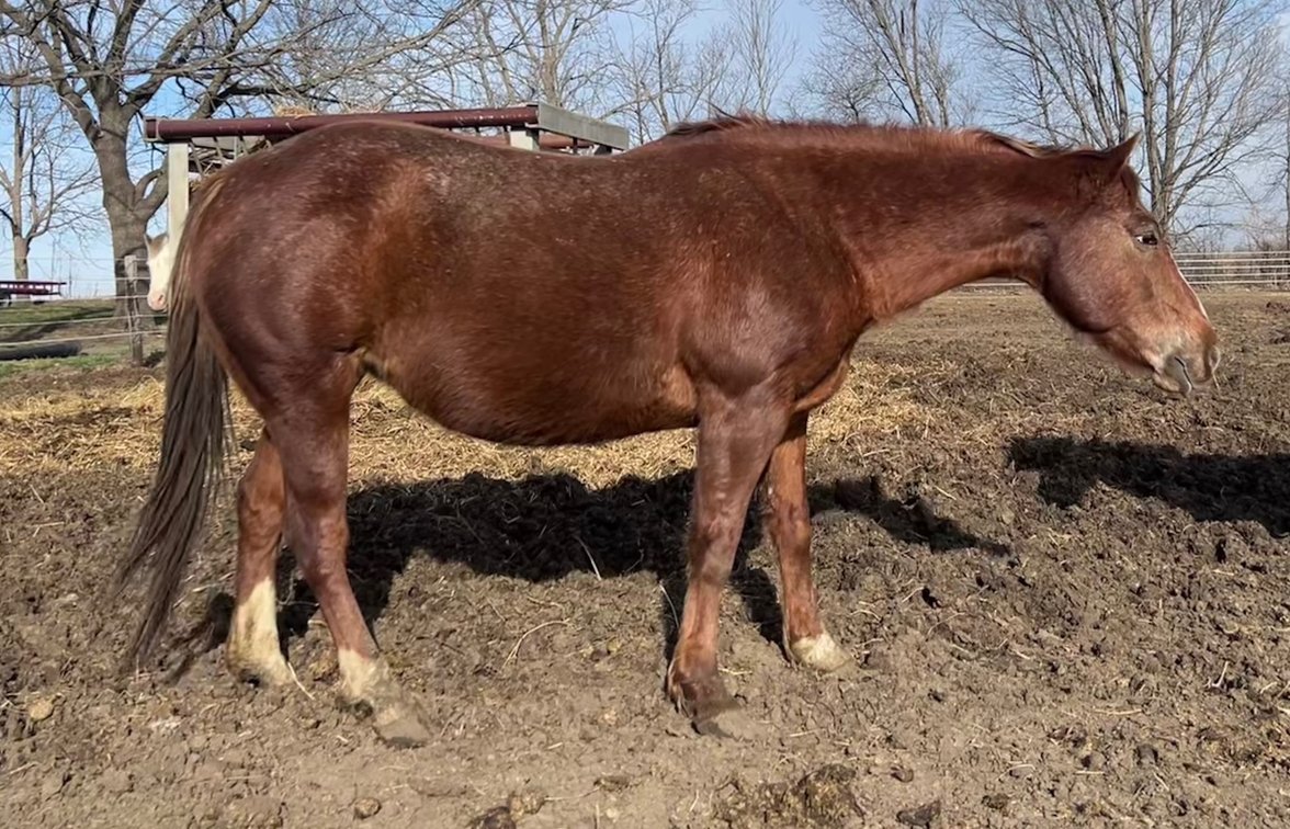 SANTEE SLIPPERS II - 56” POA MARE