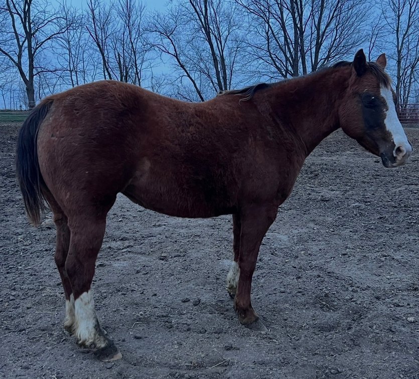 SIDS TEXAS LORE- Texas is 53.5” open chestnut POA mare.