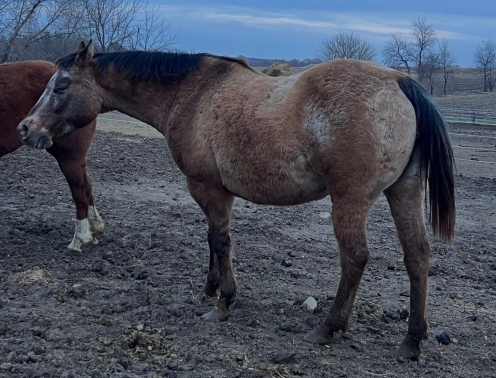 TS HUNTIN BIG DREAMS-Crystal is Dun 54” open POA mare