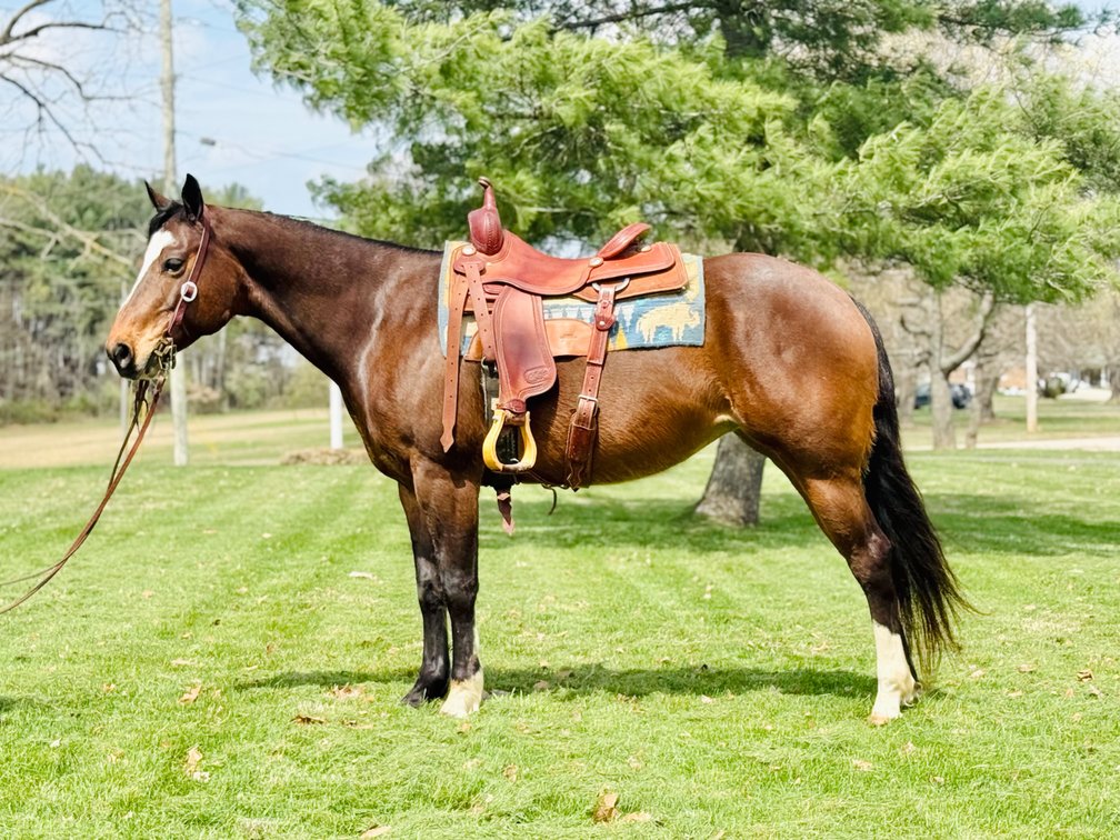 MHC CHIPPY JOE BAR    13 YEAR OLD BAY REGISTERED MARE