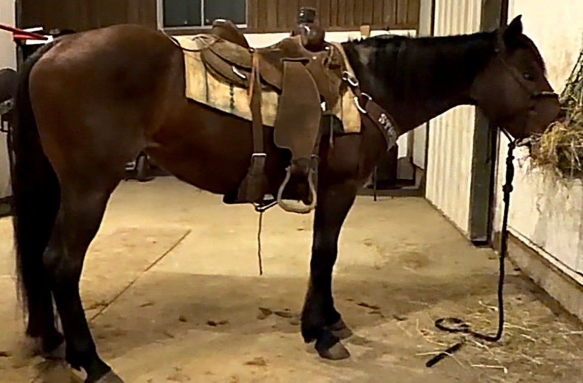 DIANES DESTINY- 2013 AQHA MARE