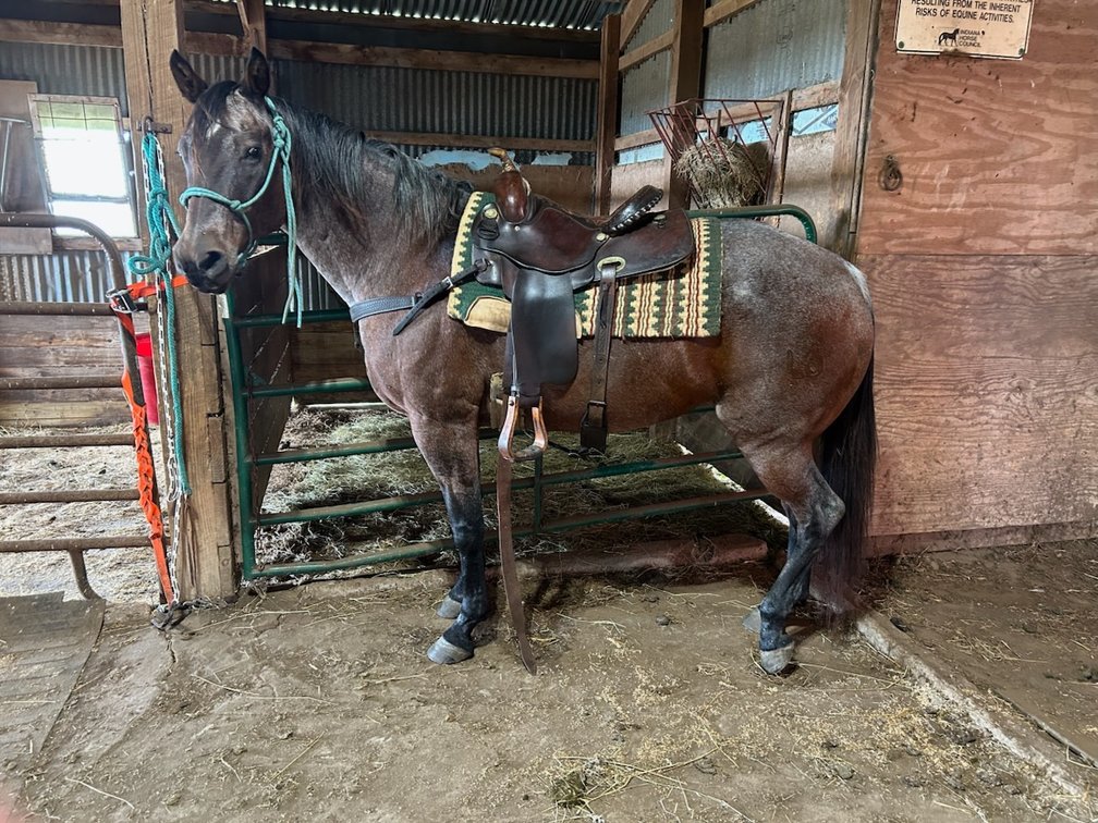 OSAGE STAR LEO - 20 year old AQHA mare