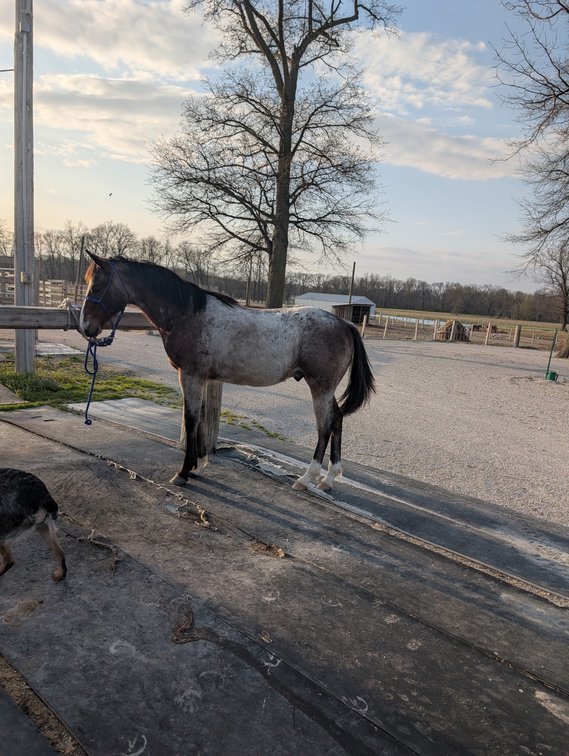 JG LIGHTS OUT- Yearling AQHA stud colt