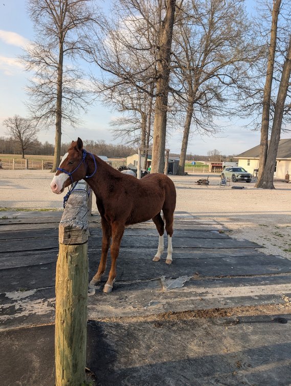 JG FUNNY FACE - Yearling AQHA stud colt