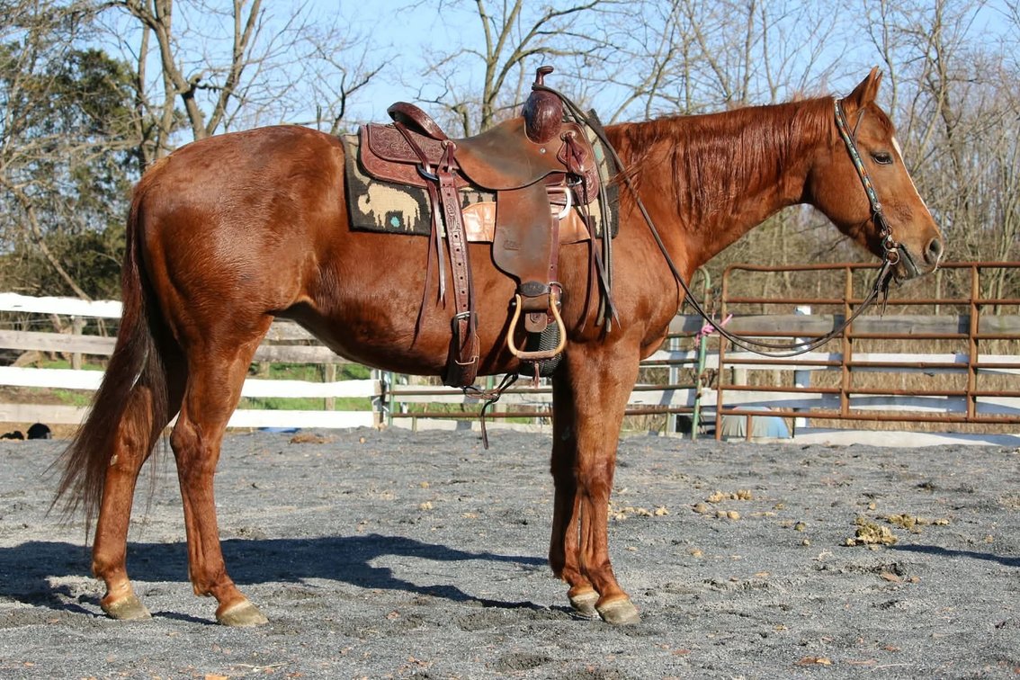 Jules is an 14 yr old 14.3 hand stout sorrel mare