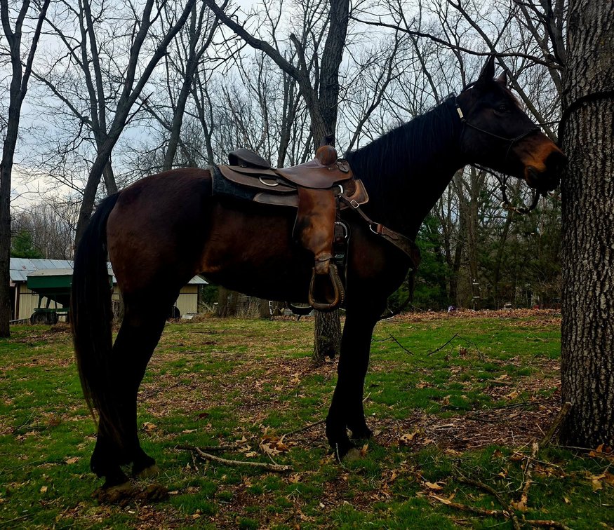 Baybe is a 7 year old grade Quarter Horse type mare that stands at 15hh.