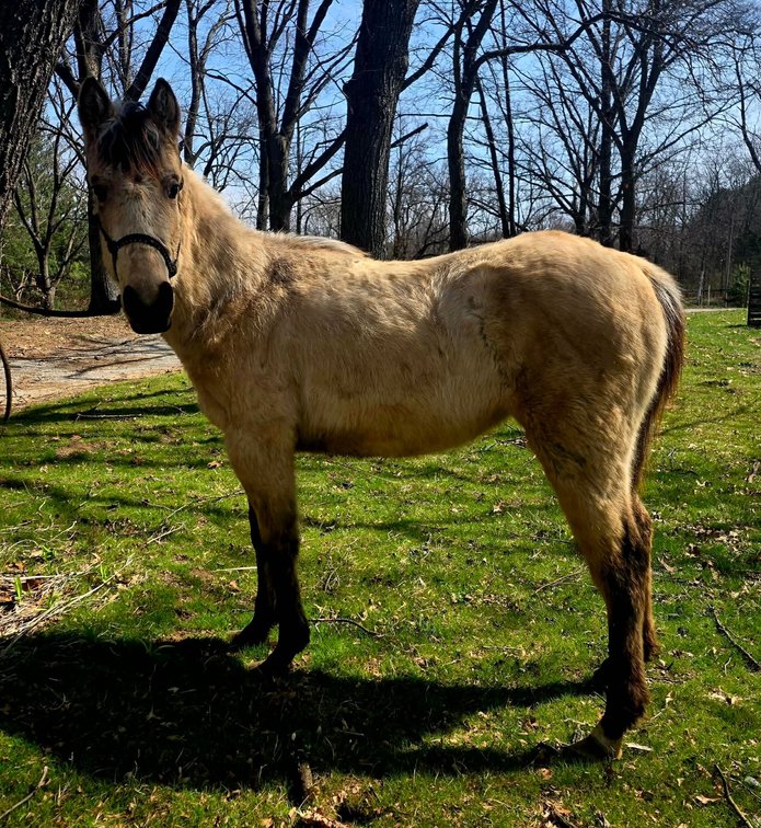 RED BUCKS COUGAR- Cougar is a beautiful 2024 Aqha registered buckskin filly