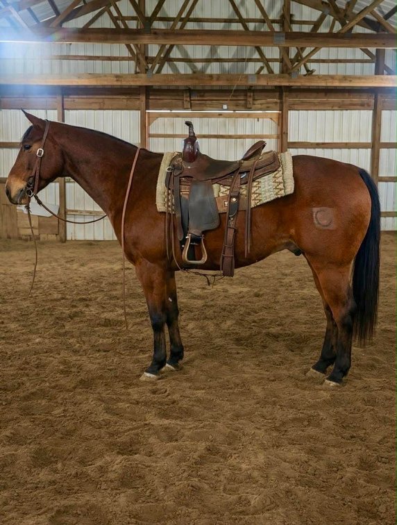 Peppys Dun Whiskey -2018 AQHA bay gelding