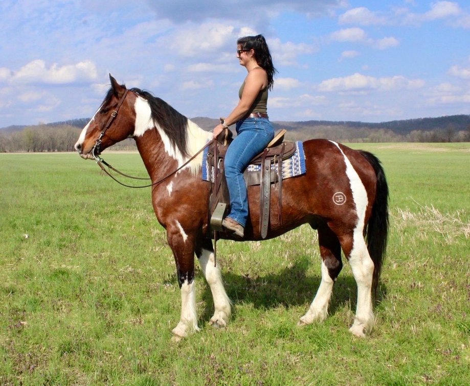 Charlie is a 15 year-old, 16.1 hand Draft Cross gelding that weighs over 1600 pounds