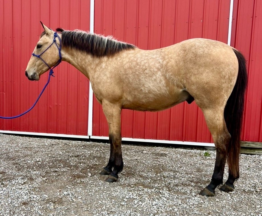 Docs Sugar Buck- “Grit” is just a 2 year old registered AQHA gelding that stands almost 14.2