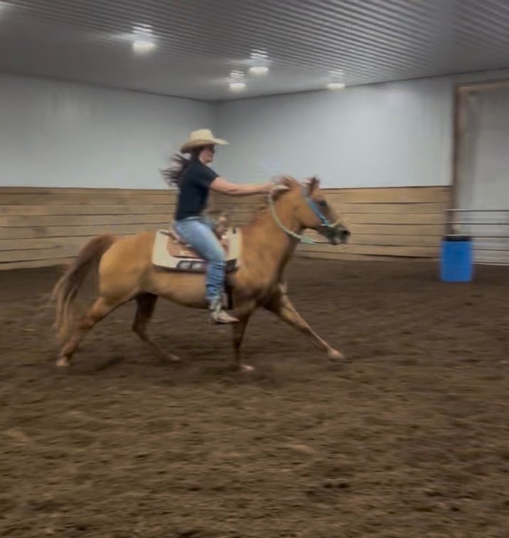 13 year old dun gelding