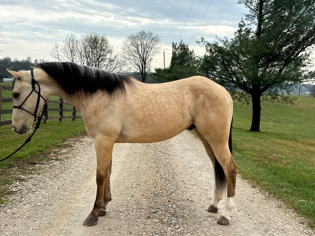 Simon is a 5 year old grade bucksin gelding