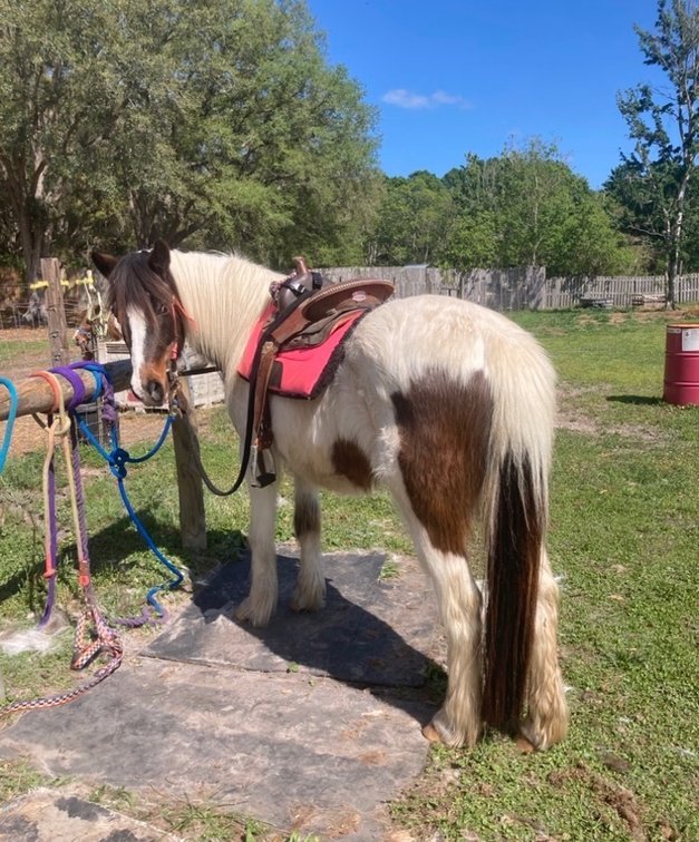 Selling on application of registration 1/2 Gypsy. 14 yr old 13H gypsy pony mare
