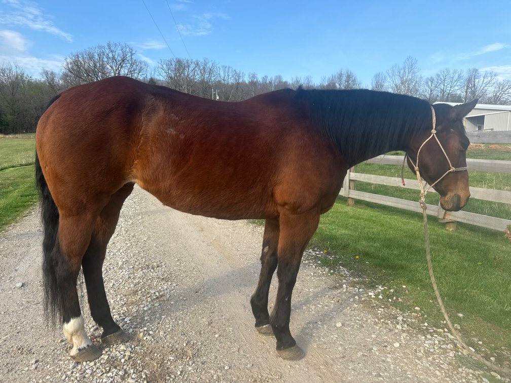 Cindy Lou is a 12 year old, 15 hand grade bay mare