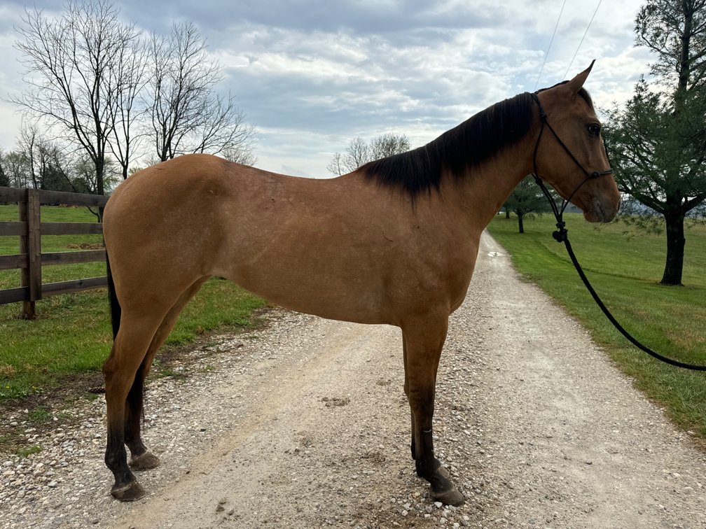 Toots is a grade 3 year old dun filly.