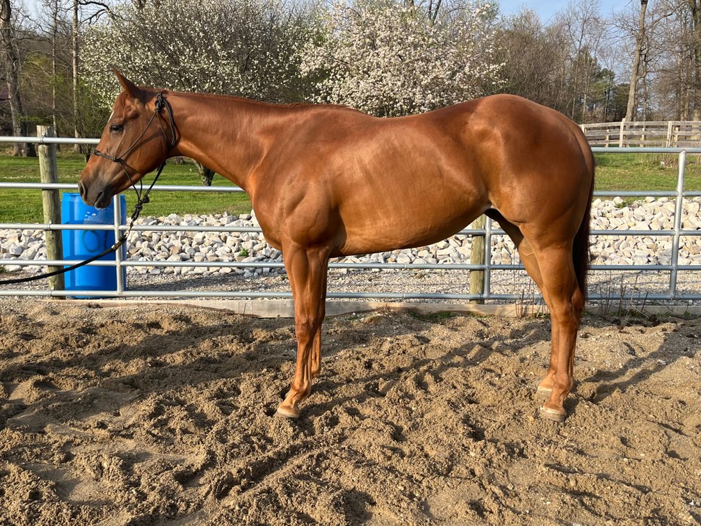 Kelce is a 3 year old registered sorrel mare
