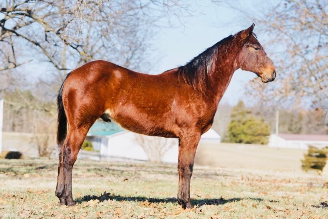 Copper Style Chip ‘Copper’ is a 2024 AQHA colt currently standing 14.1h
