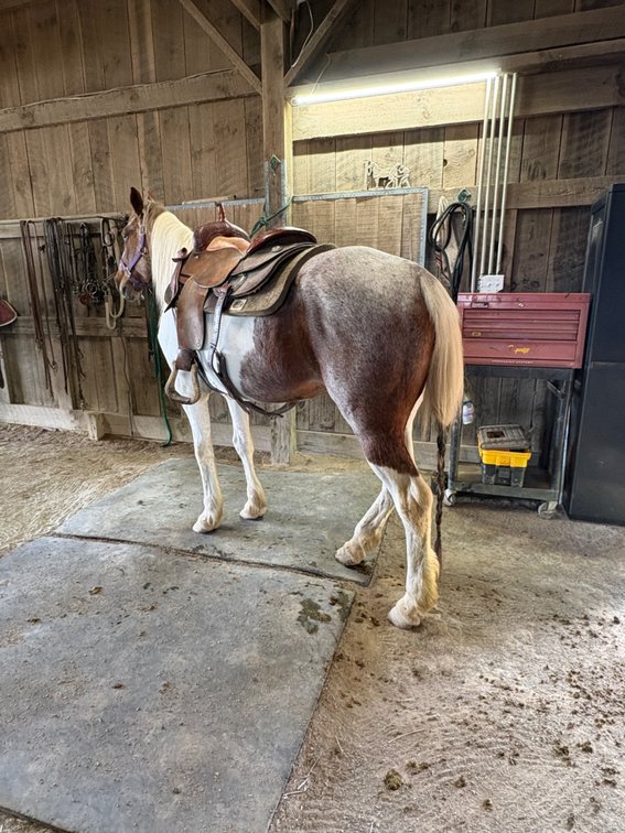 10 year old paint grade mare