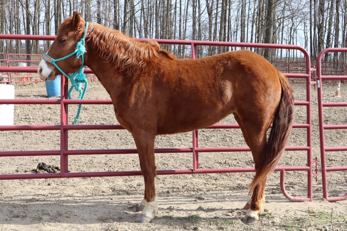 Meet Pumpkin!  Pumpkin is a four year old filly that is green broke