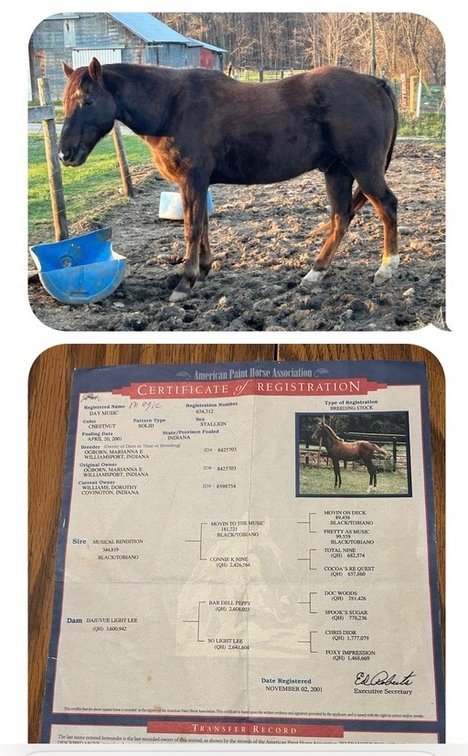 25 year old gelding- APHA