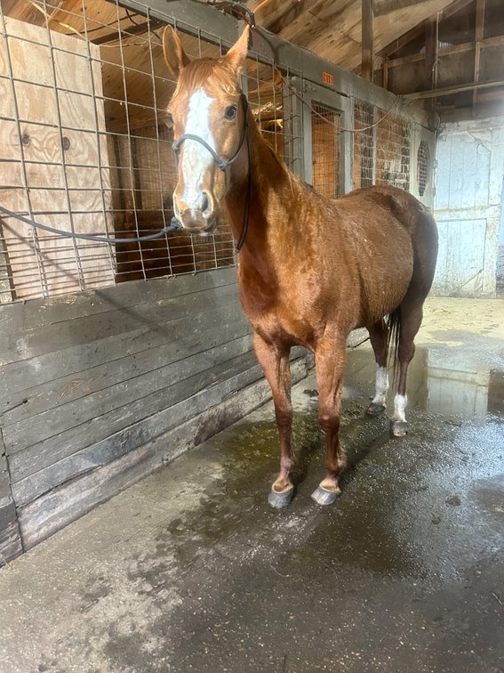 14 year old AQHA mare