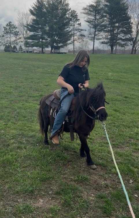 5 year old Mini Mare, very green