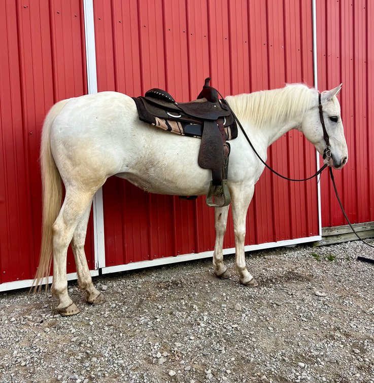 14 year-old grade mare that stands 14.2.