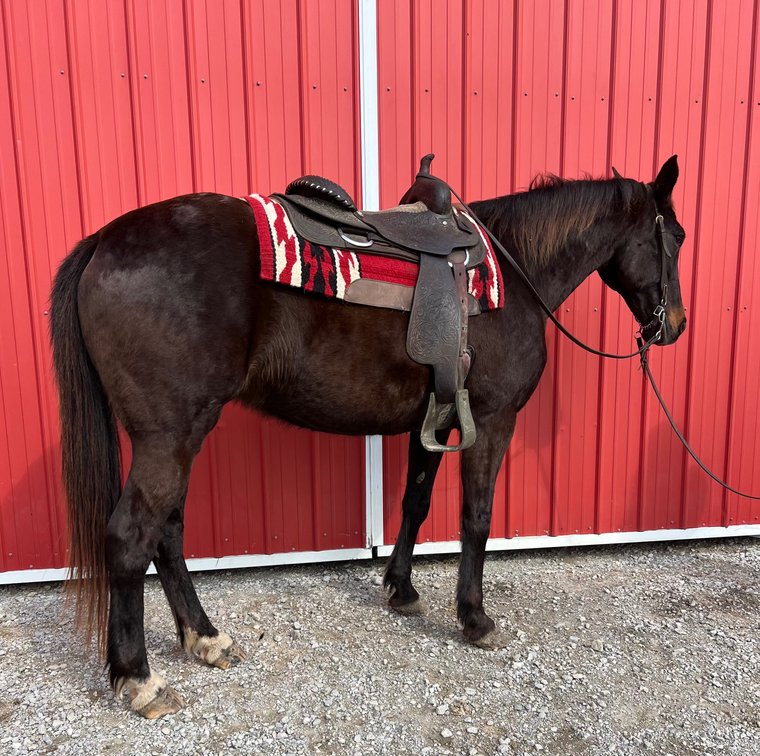15-year-old grade mare standing 15.1