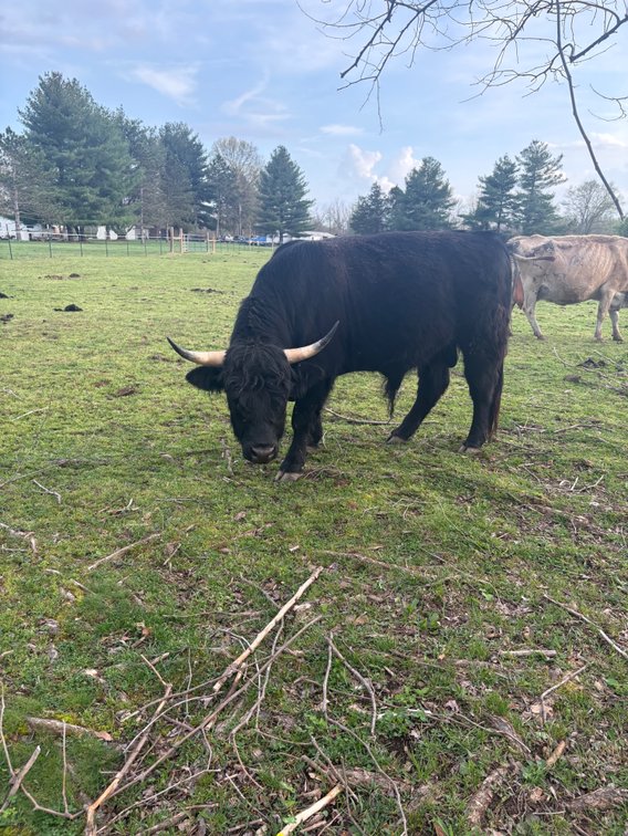 3 year old Highlander/ Highpark Cross Bull