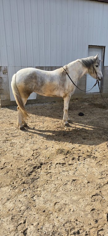 5 year old crossbred mare