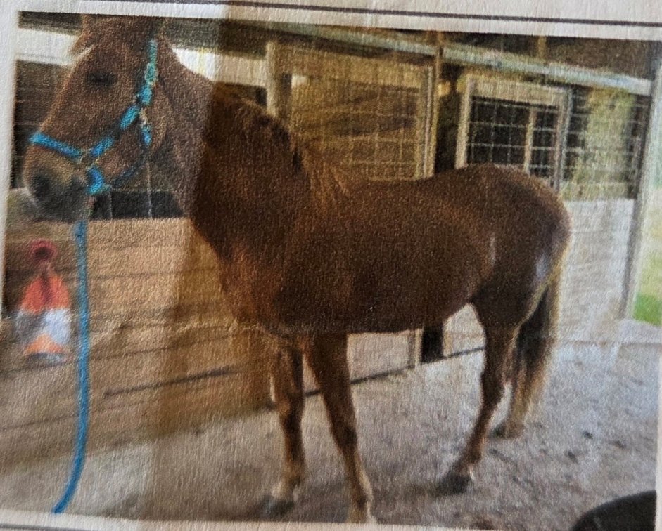 12 year old gelding , TWH