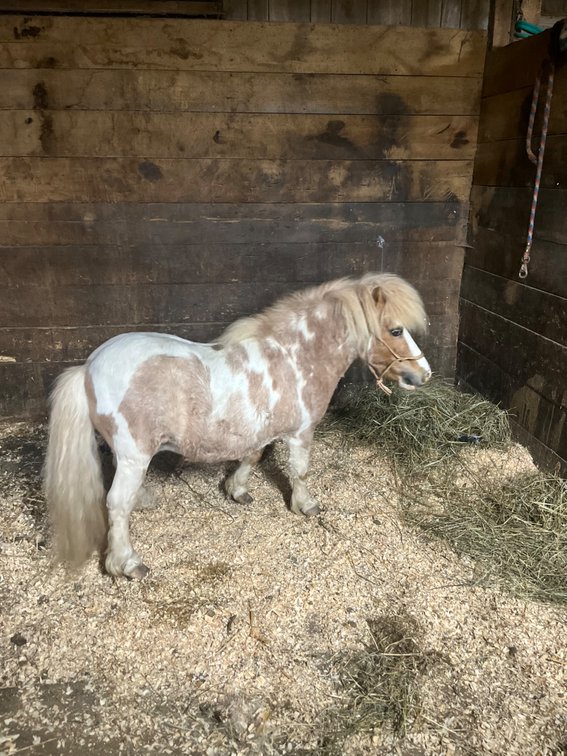 19 yr old palomino pinto AMHR stud.