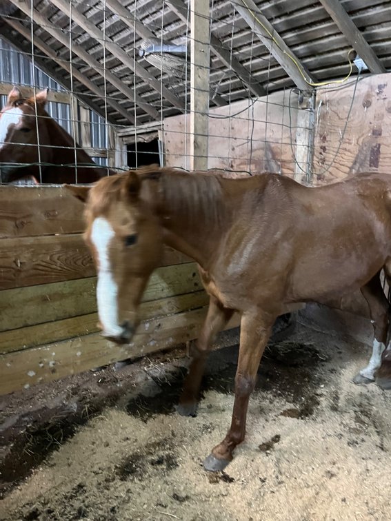 09 TB mare she has been a broodmare