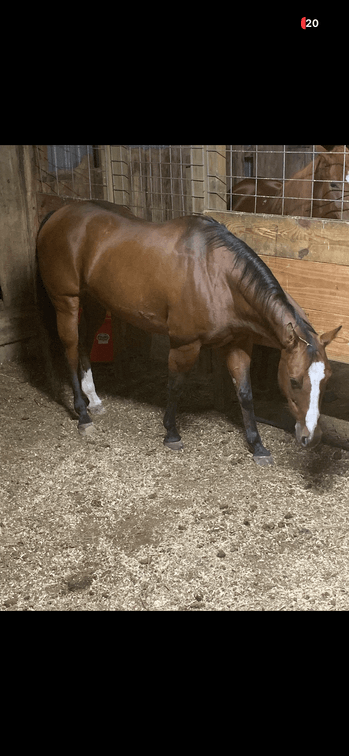 05 broodmare