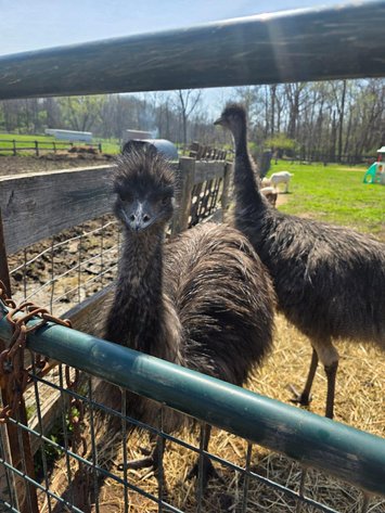 Image for Hamilton County Horse & Tack Sale -SATURDAY May 2nd -  Noblesville, IN