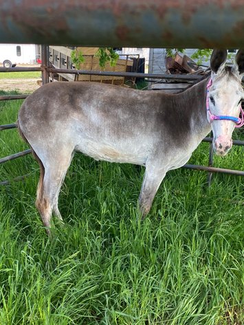 Image for Hamilton County Horse & Tack Sale -SATURDAY May 16th -  Noblesville, IN