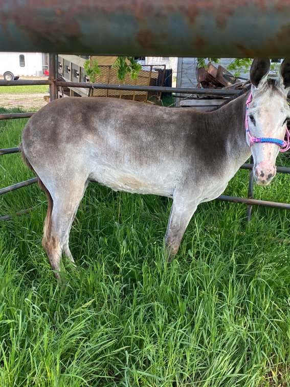 Image for Hamilton County Horse & Tack Sale -SATURDAY May 16th -  Noblesville, IN