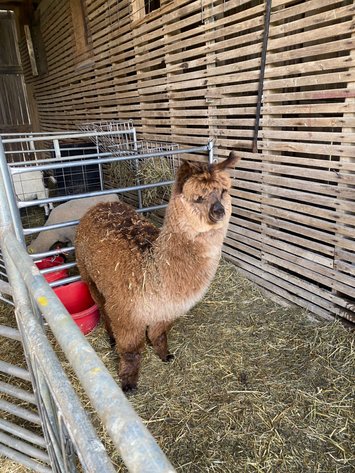 Image for Hamilton County Horse & Tack Sale -SATURDAY May 16th -  Noblesville, IN