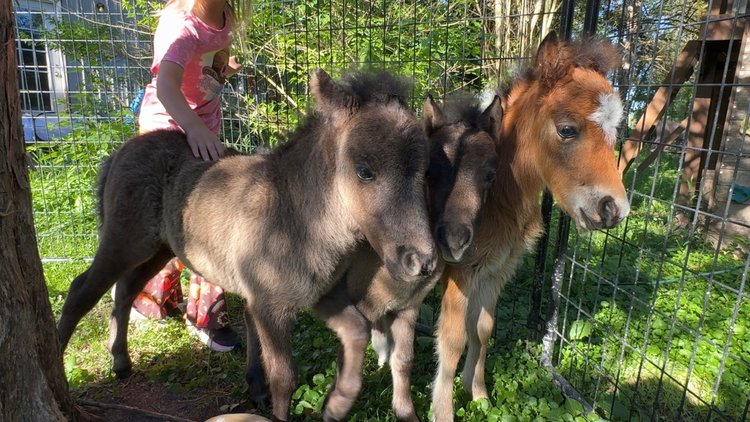Image for Hamilton County Horse & Tack Sale -SATURDAY May 16th -  Noblesville, IN
