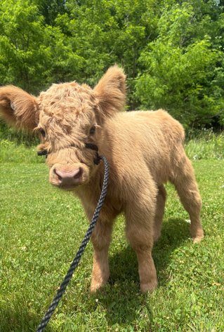 Image for Hamilton County Horse & Tack Sale -SATURDAY June 6th -  Noblesville, IN