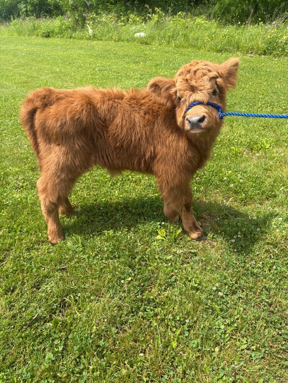 Image for Hamilton County Horse & Tack Sale -SATURDAY June 6th -  Noblesville, IN
