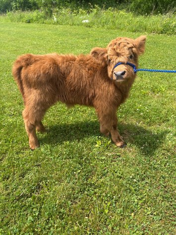 Image for Hamilton County Horse & Tack Sale -SATURDAY June 6th -  Noblesville, IN