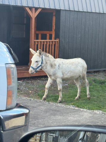 Image for Hamilton County Horse & Tack Sale -SATURDAY June 20th-Noblesville, IN
