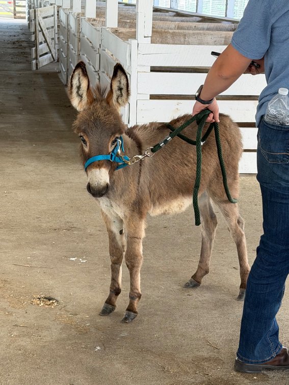 Image for Hamilton County Horse & Tack Sale -SATURDAY June 20th-Noblesville, IN