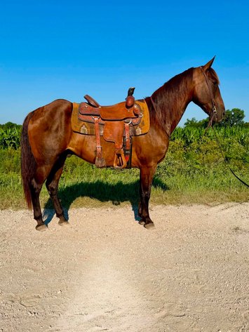 Image for Hamilton County Horse & Tack Sale -SATURDAY July 18th-Noblesville, IN