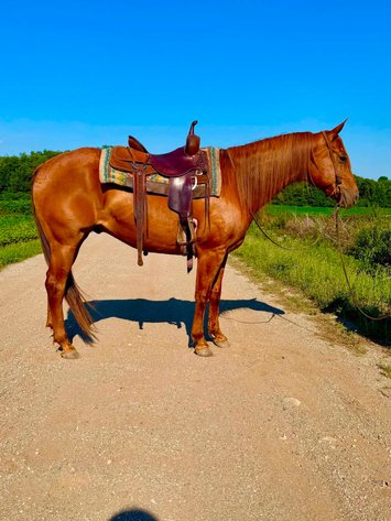 Image for Hamilton County Horse & Tack Sale -SATURDAY July 18th-Noblesville, IN