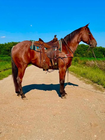 Image for Hamilton County Horse & Tack Sale -SATURDAY July 18th-Noblesville, IN