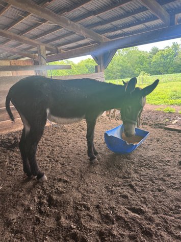 Image for Hamilton County Horse & Tack Sale -SATURDAY July 18th-Noblesville, IN
